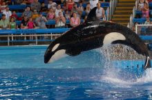 Shamu and Namu in the Believe show at Sea World, San Antonio.

Filename: SRM_20060423_123458_3.jpg
Aperture: f/5.0
Shutter Speed: 1/200
Body: Canon EOS 20D
Lens: Canon EF 80-200mm f/2.8 L