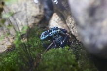 Tree frogs at Sea World, San Antonio.

Filename: SRM_20060423_153812_7.jpg
Aperture: f/2.8
Shutter Speed: 1/50
Body: Canon EOS 20D
Lens: Canon EF 50mm f/1.8 II