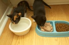 New kittens, Smokey and Daisy, from the Humane Society.

Filename: SRM_20080509_1854481.jpg
Aperture: f/2.8
Shutter Speed: 1/60
Body: Canon EOS-1D Mark II
Lens: Canon EF 16-35mm f/2.8 L