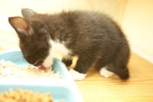 New kittens, Smokey and Daisy, from the Humane Society.

Filename: SRM_20080509_1900366.jpg
Aperture: f/2.8
Shutter Speed: 1/60
Body: Canon EOS-1D Mark II
Lens: Canon EF 16-35mm f/2.8 L