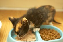 New kittens, Smokey and Daisy, from the Humane Society.

Filename: SRM_20080509_1918463.jpg
Aperture: f/2.8
Shutter Speed: 1/60
Body: Canon EOS-1D Mark II
Lens: Canon EF 16-35mm f/2.8 L