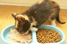 New kittens, Smokey and Daisy, from the Humane Society.

Filename: SRM_20080509_1918584.jpg
Aperture: f/5.6
Shutter Speed: 1/60
Body: Canon EOS-1D Mark II
Lens: Canon EF 16-35mm f/2.8 L