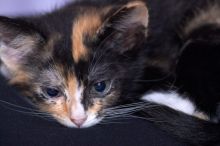 Foster kittens from the Austin Humane Society.

Filename: SRM_20080524_1015489.jpg
Aperture: f/5.6
Shutter Speed: 1/250
Body: Canon EOS-1D Mark II
Lens: Canon EF 300mm f/2.8 L IS