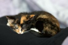 Foster kittens from the Austin Humane Society.

Filename: SRM_20080524_1017100.jpg
Aperture: f/2.8
Shutter Speed: 1/250
Body: Canon EOS-1D Mark II
Lens: Canon EF 300mm f/2.8 L IS