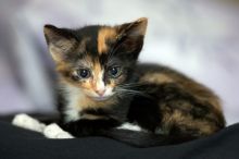 Foster kittens from the Austin Humane Society.

Filename: SRM_20080524_1019443.jpg
Aperture: f/2.8
Shutter Speed: 1/250
Body: Canon EOS-1D Mark II
Lens: Canon EF 300mm f/2.8 L IS