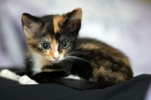 Foster kittens from the Austin Humane Society.

Filename: SRM_20080524_1019484.jpg
Aperture: f/2.8
Shutter Speed: 1/250
Body: Canon EOS-1D Mark II
Lens: Canon EF 300mm f/2.8 L IS