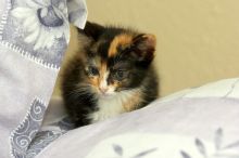 Foster kittens from the Austin Humane Society.

Filename: SRM_20080524_1034205.jpg
Aperture: f/5.6
Shutter Speed: 1/250
Body: Canon EOS-1D Mark II
Lens: Canon EF 300mm f/2.8 L IS