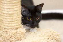 Foster kittens from the Austin Humane Society.

Filename: SRM_20080524_1035048.jpg
Aperture: f/2.8
Shutter Speed: 1/250
Body: Canon EOS-1D Mark II
Lens: Canon EF 300mm f/2.8 L IS