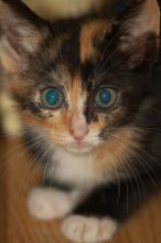Foster kittens from the Austin Humane Society.

Filename: SRM_20080521_1756160.jpg
Aperture: f/5.6
Shutter Speed: 1/250
Body: Canon EOS-1D Mark II
Lens: Canon EF 300mm f/2.8 L IS