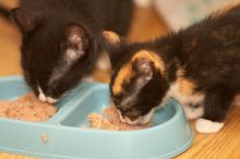 Foster kittens from the Austin Humane Society.

Filename: SRM_20080521_2043182.jpg
Aperture: f/2.8
Shutter Speed: 1/250
Body: Canon EOS-1D Mark II
Lens: Canon EF 300mm f/2.8 L IS