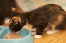 Foster kittens from the Austin Humane Society.

Filename: SRM_20080521_2043483.jpg
Aperture: f/2.8
Shutter Speed: 1/250
Body: Canon EOS-1D Mark II
Lens: Canon EF 300mm f/2.8 L IS