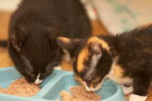 Foster kittens from the Austin Humane Society.

Filename: SRM_20080521_2044064.jpg
Aperture: f/2.8
Shutter Speed: 1/250
Body: Canon EOS-1D Mark II
Lens: Canon EF 300mm f/2.8 L IS