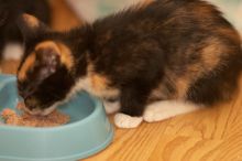 Foster kittens from the Austin Humane Society.

Filename: SRM_20080521_2044306.jpg
Aperture: f/2.8
Shutter Speed: 1/250
Body: Canon EOS-1D Mark II
Lens: Canon EF 300mm f/2.8 L IS