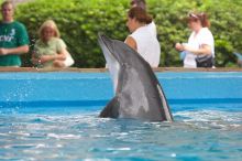 Bottle nosed dolphins at Sea World, San Antonio.

Filename: SRM_20060423_114854_4.jpg
Aperture: f/3.5
Shutter Speed: 1/320
Body: Canon EOS 20D
Lens: Canon EF 80-200mm f/2.8 L