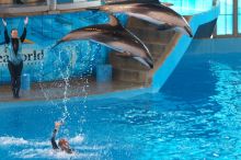 Dolphins in the "Viva" show at Sea World, San Antonio.

Filename: SRM_20060423_140520_2.jpg
Aperture: f/4.0
Shutter Speed: 1/320
Body: Canon EOS 20D
Lens: Canon EF 80-200mm f/2.8 L