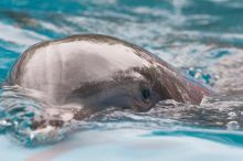 Bottle nosed dolphins at Sea World, San Antonio.

Filename: SRM_20060423_115826_7.jpg
Aperture: f/5.6
Shutter Speed: 1/320
Body: Canon EOS 20D
Lens: Canon EF 80-200mm f/2.8 L