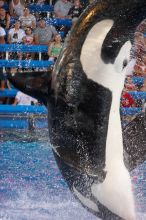 Shamu and Namu in the Believe show at Sea World, San Antonio.

Filename: SRM_20060423_125540_8.jpg
Aperture: f/3.5
Shutter Speed: 1/320
Body: Canon EOS 20D
Lens: Canon EF 80-200mm f/2.8 L