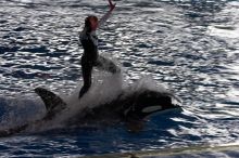 Shamu and Namu in the Believe show at Sea World, San Antonio.

Filename: SRM_20060423_124950_8.jpg
Aperture: f/11.0
Shutter Speed: 1/200
Body: Canon EOS 20D
Lens: Canon EF 80-200mm f/2.8 L