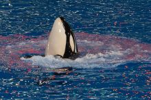 Shamu and Namu in the Believe show at Sea World, San Antonio.

Filename: SRM_20060423_123644_5.jpg
Aperture: f/5.0
Shutter Speed: 1/400
Body: Canon EOS 20D
Lens: Canon EF 80-200mm f/2.8 L