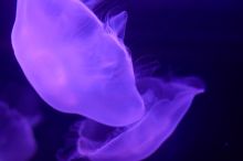 Jellyfish at Sea World, San Antonio.

Filename: SRM_20060423_152652_2.jpg
Aperture: f/2.2
Shutter Speed: 1/50
Body: Canon EOS 20D
Lens: Canon EF 50mm f/1.8 II