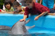 Bottle nosed dolphins at Sea World, San Antonio.

Filename: SRM_20060423_120204_9.jpg
Aperture: f/8.0
Shutter Speed: 1/320
Body: Canon EOS 20D
Lens: Canon EF 80-200mm f/2.8 L