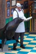 Sea lions Clyde and Seamore in "The Cannery Row Caper" show at Sea World, San Antonio.

Filename: SRM_20060423_160800_3.jpg
Aperture: f/5.6
Shutter Speed: 1/320
Body: Canon EOS 20D
Lens: Canon EF 80-200mm f/2.8 L