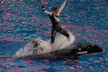 Shamu and Namu in the Believe show at Sea World, San Antonio.

Filename: SRM_20060423_124938_2.jpg
Aperture: f/5.6
Shutter Speed: 1/200
Body: Canon EOS 20D
Lens: Canon EF 80-200mm f/2.8 L