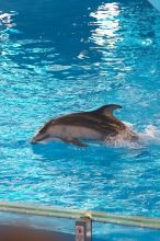 Dolphins in the "Viva" show at Sea World, San Antonio.

Filename: SRM_20060423_140548_7.jpg
Aperture: f/5.0
Shutter Speed: 1/320
Body: Canon EOS 20D
Lens: Canon EF 80-200mm f/2.8 L