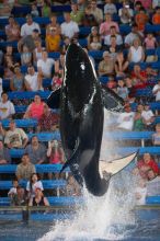 Shamu and Namu in the Believe show at Sea World, San Antonio.

Filename: SRM_20060423_125520_2.jpg
Aperture: f/2.8
Shutter Speed: 1/320
Body: Canon EOS 20D
Lens: Canon EF 80-200mm f/2.8 L