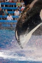 Shamu and Namu in the Believe show at Sea World, San Antonio.

Filename: SRM_20060423_125538_7.jpg
Aperture: f/3.5
Shutter Speed: 1/320
Body: Canon EOS 20D
Lens: Canon EF 80-200mm f/2.8 L