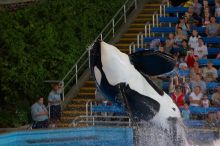 Shamu and Namu in the Believe show at Sea World, San Antonio.

Filename: SRM_20060423_123428_5.jpg
Aperture: f/5.0
Shutter Speed: 1/200
Body: Canon EOS 20D
Lens: Canon EF 80-200mm f/2.8 L