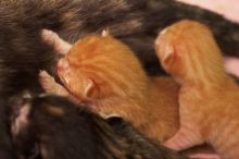 Foster mother Lily, with her five kittens Hank, George, Mia, Dora, and Sophie.  We are fostering them for the Austin Humane Society.

Filename: SRM_20080817_1159086.jpg
Aperture: f/4.0
Shutter Speed: 1/30
Body: Canon EOS 20D
Lens: Canon EF 50mm f/1.8 II