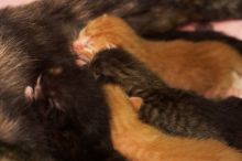 Foster mother Lily, with her five kittens Hank, George, Mia, Dora, and Sophie.  We are fostering them for the Austin Humane Society.

Filename: SRM_20080817_1159562.jpg
Aperture: f/4.0
Shutter Speed: 1/30
Body: Canon EOS 20D
Lens: Canon EF 50mm f/1.8 II