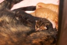 Foster mother Lily, with her five kittens Hank, George, Mia, Dora, and Sophie.  We are fostering them for the Austin Humane Society.

Filename: SRM_20080817_1201527.jpg
Aperture: f/4.0
Shutter Speed: 1/60
Body: Canon EOS 20D
Lens: Canon EF 50mm f/1.8 II