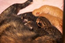 Foster mother Lily, with her five kittens Hank, George, Mia, Dora, and Sophie.  We are fostering them for the Austin Humane Society.

Filename: SRM_20080817_1201569.jpg
Aperture: f/4.0
Shutter Speed: 1/60
Body: Canon EOS 20D
Lens: Canon EF 50mm f/1.8 II