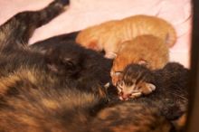 Foster mother Lily, with her five kittens Hank, George, Mia, Dora, and Sophie.  We are fostering them for the Austin Humane Society.

Filename: SRM_20080817_1201580.jpg
Aperture: f/4.0
Shutter Speed: 1/60
Body: Canon EOS 20D
Lens: Canon EF 50mm f/1.8 II