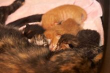 Foster mother Lily, with her five kittens Hank, George, Mia, Dora, and Sophie.  We are fostering them for the Austin Humane Society.

Filename: SRM_20080817_1202063.jpg
Aperture: f/4.0
Shutter Speed: 1/60
Body: Canon EOS 20D
Lens: Canon EF 50mm f/1.8 II