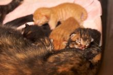 Foster mother Lily, with her five kittens Hank, George, Mia, Dora, and Sophie.  We are fostering them for the Austin Humane Society.

Filename: SRM_20080817_1202084.jpg
Aperture: f/4.0
Shutter Speed: 1/60
Body: Canon EOS 20D
Lens: Canon EF 50mm f/1.8 II