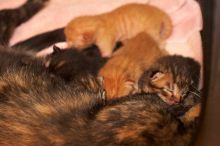 Foster mother Lily, with her five kittens Hank, George, Mia, Dora, and Sophie.  We are fostering them for the Austin Humane Society.

Filename: SRM_20080817_1202105.jpg
Aperture: f/4.0
Shutter Speed: 1/60
Body: Canon EOS 20D
Lens: Canon EF 50mm f/1.8 II