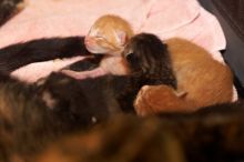 Foster mother Lily, with her five kittens Hank, George, Mia, Dora, and Sophie.  We are fostering them for the Austin Humane Society.

Filename: SRM_20080817_1203063.jpg
Aperture: f/4.0
Shutter Speed: 1/60
Body: Canon EOS 20D
Lens: Canon EF 50mm f/1.8 II