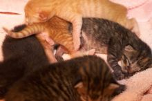 Foster mother Lily, with her five kittens Hank, George, Mia, Dora, and Sophie.  We are fostering them for the Austin Humane Society.

Filename: SRM_20080817_1203522.jpg
Aperture: f/4.0
Shutter Speed: 1/60
Body: Canon EOS 20D
Lens: Canon EF 50mm f/1.8 II