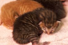 Foster mother Lily, with her five kittens Hank, George, Mia, Dora, and Sophie.  We are fostering them for the Austin Humane Society.

Filename: SRM_20080817_1206220.jpg
Aperture: f/4.0
Shutter Speed: 1/25
Body: Canon EOS 20D
Lens: Canon EF 50mm f/1.8 II