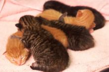 Foster mother Lily, with her five kittens Hank, George, Mia, Dora, and Sophie.  We are fostering them for the Austin Humane Society.

Filename: SRM_20080817_1206363.jpg
Aperture: f/4.0
Shutter Speed: 1/25
Body: Canon EOS 20D
Lens: Canon EF 50mm f/1.8 II