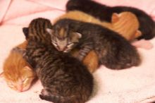 Foster mother Lily, with her five kittens Hank, George, Mia, Dora, and Sophie.  We are fostering them for the Austin Humane Society.

Filename: SRM_20080817_1206464.jpg
Aperture: f/4.0
Shutter Speed: 1/25
Body: Canon EOS 20D
Lens: Canon EF 50mm f/1.8 II