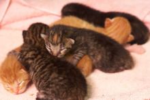 Foster mother Lily, with her five kittens Hank, George, Mia, Dora, and Sophie.  We are fostering them for the Austin Humane Society.

Filename: SRM_20080817_1206485.jpg
Aperture: f/4.0
Shutter Speed: 1/25
Body: Canon EOS 20D
Lens: Canon EF 50mm f/1.8 II