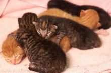 Foster mother Lily, with her five kittens Hank, George, Mia, Dora, and Sophie.  We are fostering them for the Austin Humane Society.

Filename: SRM_20080817_1206527.jpg
Aperture: f/4.0
Shutter Speed: 1/25
Body: Canon EOS 20D
Lens: Canon EF 50mm f/1.8 II