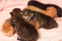 Foster mother Lily, with her five kittens Hank, George, Mia, Dora, and Sophie.  We are fostering them for the Austin Humane Society.

Filename: SRM_20080817_1206580.jpg
Aperture: f/4.0
Shutter Speed: 1/25
Body: Canon EOS 20D
Lens: Canon EF 50mm f/1.8 II