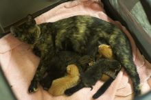 Foster mother Lily, with her five kittens Hank, George, Mia, Dora, and Sophie.  We are fostering them for the Austin Humane Society.

Filename: SRM_20080817_1956006.jpg
Aperture: f/2.0
Shutter Speed: 1/50
Body: Canon EOS 20D
Lens: Canon EF 50mm f/1.8 II