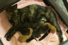 Foster mother Lily, with her five kittens Hank, George, Mia, Dora, and Sophie.  We are fostering them for the Austin Humane Society.

Filename: SRM_20080817_1956268.jpg
Aperture: f/2.8
Shutter Speed: 1/30
Body: Canon EOS 20D
Lens: Canon EF 50mm f/1.8 II
