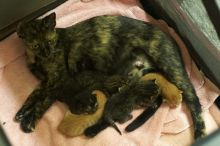 Foster mother Lily, with her five kittens Hank, George, Mia, Dora, and Sophie.  We are fostering them for the Austin Humane Society.

Filename: SRM_20080817_1956268.jpg
Aperture: f/2.8
Shutter Speed: 1/30
Body: Canon EOS 20D
Lens: Canon EF 50mm f/1.8 II